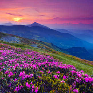 Valley of purple flowers with the sun setting and rows of blue-colored mountains in the background.