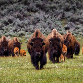 Herd of bison marching across a field of grass.
