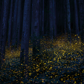 Cluster of fireflies lit up around ground level and dispersed between tree trunks.