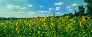 Sunflower field with blue sky and clouds overhead
