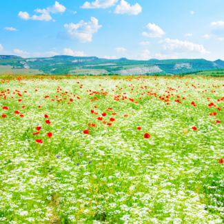 Field of white and red wildflowers with mountains and blue sky in the background