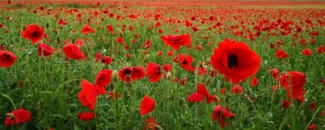 Meadow of red poppies