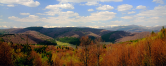 Trees turning burgundy in forefront, with mountains in background and blue sky and white clouds overhead