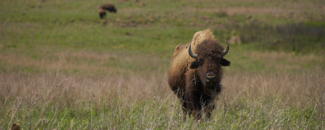 Photo of buffalo in a green field