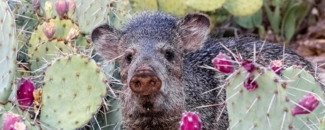 Picture of a javelina in the cactus, Tucson, Arizona