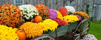 Picture of flowers and pumpkins in a wagon