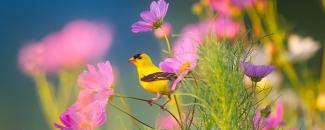 Picture of yellow bird among flowers