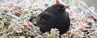 Picture of a blackbird in winter