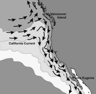 Graphic of the California Current System