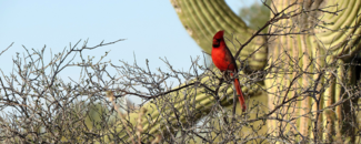 Picture of a cardinal sitting on a saguaro cactus