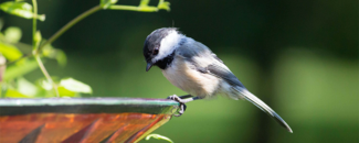 Picture of a chickadee