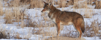 Coyote stands on a rock looking over a field with tall grass and snow.