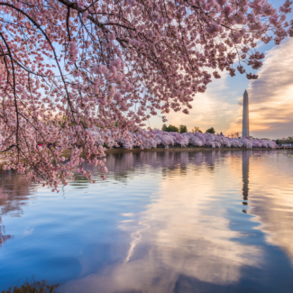 Cherry blossom trees in full bloom surrounding Capitol Lake with the Washington Monument in the background.