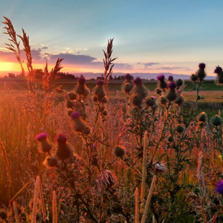 Sun setting in Bozeman, MT with a field and wildflowers in the foreground.