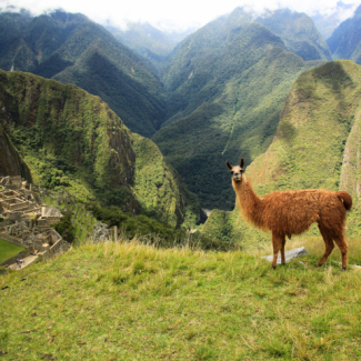 Llama on a green hillside on Machu Picchu with a portion of the city to the left in the background.