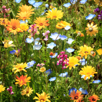 Field of North American native wildflowers in shades of orange, pink, blue, and orange with green foliage.