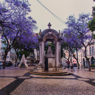 Jacaranda trees bloom purple in a cobblestone square in Lisbon, Portugal in front of a fountain.