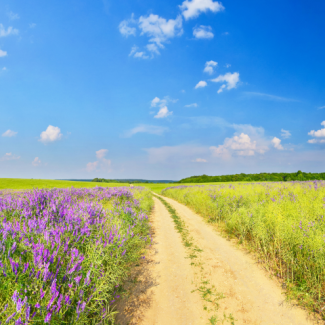 Photo of dirt path leading through a field of wild purple flowers below a blue sky.