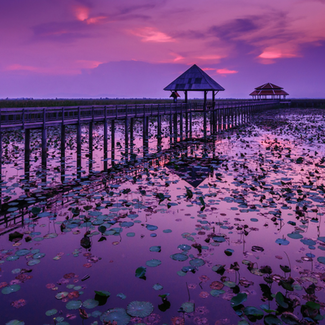 Purple sunset reflected in water by the pier, with petals scattered on the surface of the water in Thailand.