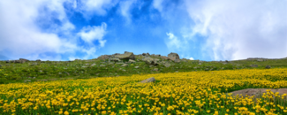 A field of flowers in front of a hill covered in boulders and a blue, cloudy sky.