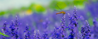 Picture of a dragonfly in a field of flowers