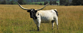 Picture of a Longhorn standing in a field in Arkansas
