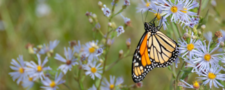 Photo of a monarch butterfly on a daisy