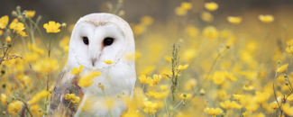 Picture of an owl in a field of flowers