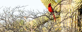 Photo of cardinal in desert