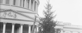 Photo of the first Capitol Christmas Tree in Washington, DC, in 1913