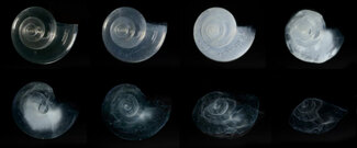 Eight black and white images of the same pterapod shell in stages of dissolution.