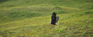 Photo of bald eagle flying low over a grassy hill