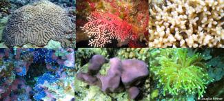 Six photos in a banner image of individual shots of different coral species. 