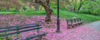 Tree shedding pink petals on park benches in New York City.