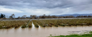 Flooded vineyard with mountains in the background in the Salinas Valley, CA.
