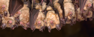Photo of a group of bats sleeping in a cave