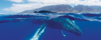 Photo of humpback whale at sea surface near Hawaii