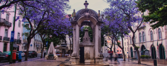 Jacaranda trees bloom purple in a cobblestone square in Lisbon, Portugal in front of a fountain.