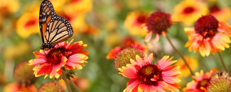 Red and yellow gaillardia flowers in bloom with a monarch butterfly resting on one of the flowers.