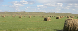 Photo of bales of hay in green pasture