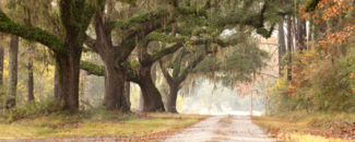Live oak trees over a canopy road in the fall