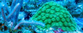 Photo of a coral reef