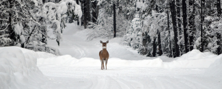 Photo of a deer in the snow at Glacier National Park in Montana