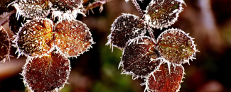 Alt text: Red leaves on a branch with frost covering them.