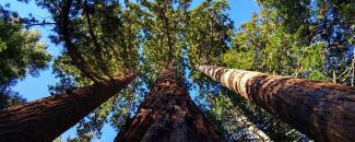 Photo of a giant sequoia grove