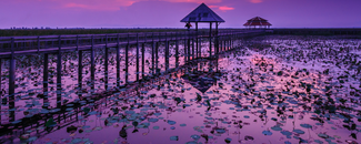Purple sunset reflected in water by the pier, with petals scattered on the surface of the water in Thailand.
