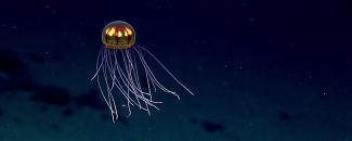 Photo of a jelly fish in the deep ocean near Enigma Seamount