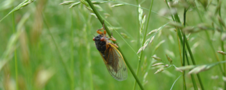 Photo of adult cicada on blade of grass