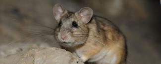 Photo of a pack rat