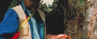 Paleoclimatologist taking a tree ring core sample 